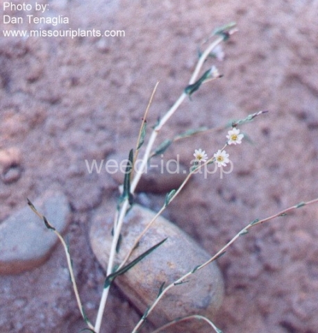 lettuce, willowleaf